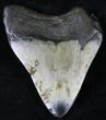 Bargain Megalodon Tooth - North Carolina #21691-2